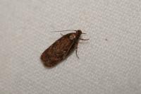Depressaria albipunctella