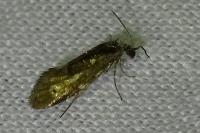 Dyseriocrania subpurpurella