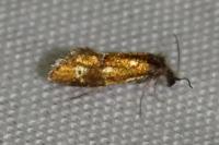 Dyseriocrania subpurpurella