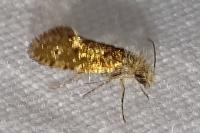 Dyseriocrania subpurpurella