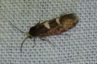Incurvaria pectinea