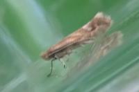 Phyllonorycter