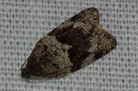 Syndemis musculana