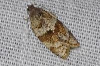 Syndemis musculana