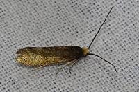 Incurvaria koerneriella