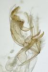 Bryotropha senectella