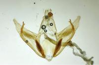 Depressaria douglasella