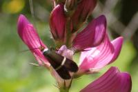 Adela australis