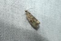 Celypha lacunana