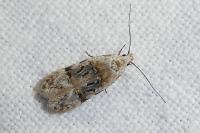 Altenia scriptella