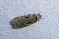 Semioscopis steinkellneriana