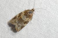 Argyrotaenia ljungiana