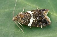 Olindia schumacherana