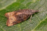 Platynota stultana