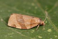Pandemis cinnamomeana
