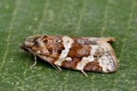 Argyrotaenia ljungiana