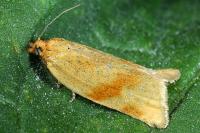 Clepsis steineriana