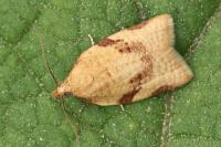 Clepsis siciliana