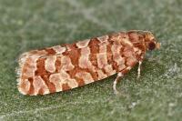 Lozotaeniodes brusseauxi