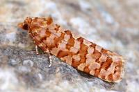 Lozotaeniodes brusseauxi