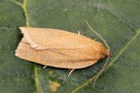 Aphelia viburnana