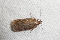 Depressaria albipunctella