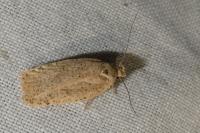 Agonopterix