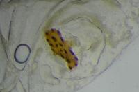Agonopterix
