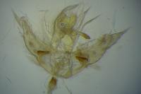 Agonopterix yeatiana