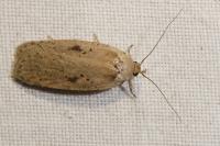 Agonopterix yeatiana