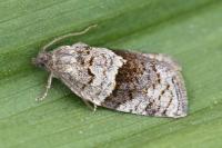 Syndemis musculana