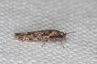 Carpatolechia decorella