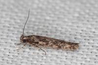 Carpatolechia decorella