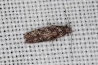 Carpatolechia decorella