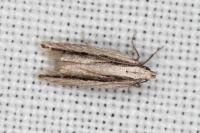 Mirificarma interrupta
