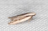Mirificarma interrupta