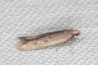 Oxypteryx helotella