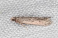 Oxypteryx helotella