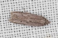 Oxypteryx helotella