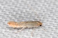 Phyllonorycter messaniella