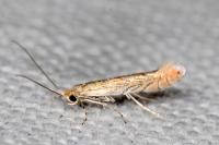 Phyllonorycter messaniella