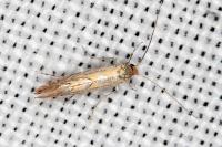 Phyllonorycter messaniella
