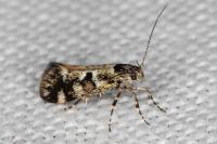 Denisia lutea