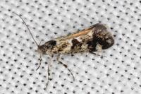 Denisia lutea