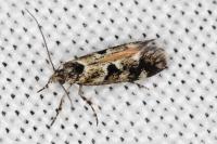 Denisia lutea