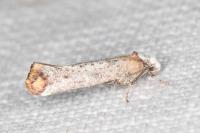 Pseudoswammerdamia combinella