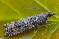 Acroclita subsequana