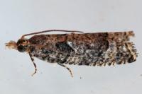 Acroclita subsequana
