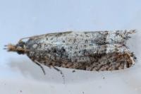 Acroclita subsequana
