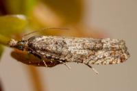 Acroclita subsequana